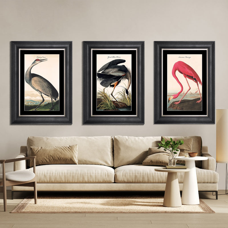 Hooping Crane Framed Print - last one remaining