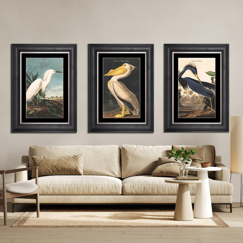 White Pelican Framed Print - In Stock