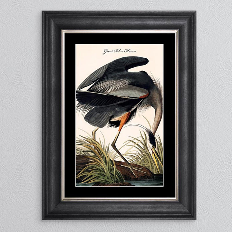 Great Blue Heron Framed Print - last one remaining