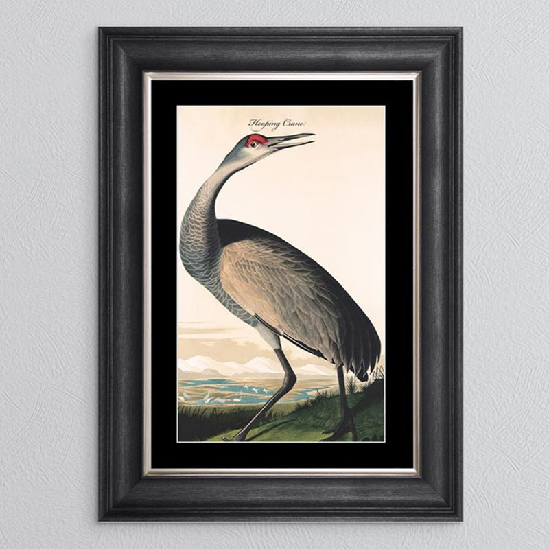 Hooping Crane Framed Print - last one remaining