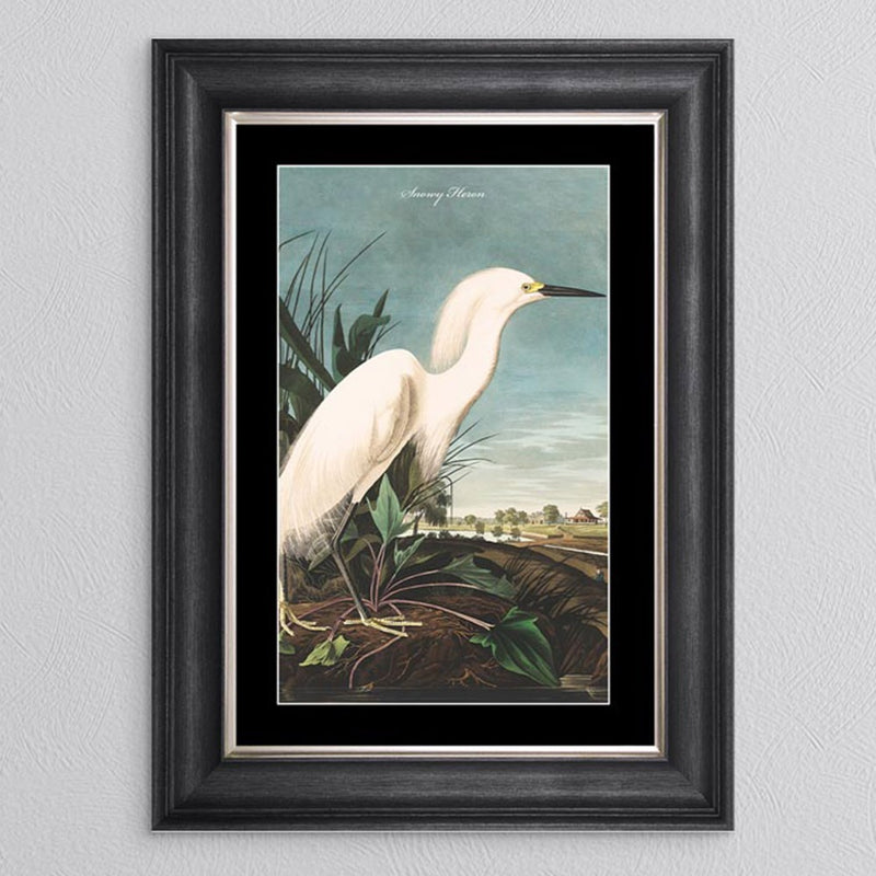 Snowy Heron Framed Print - In Stock